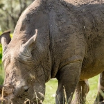 Философия случайности в современной игровой эстетике