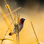 Архетипические символы американского фронтира в игровой культуре