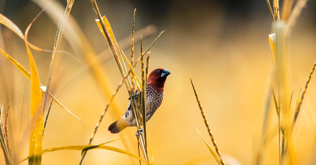 Архетипические символы американского фронтира в игровой культуре